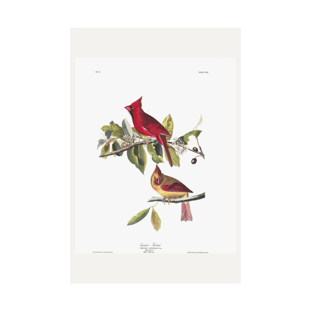 Cardinal Grosbeak — Plate 159 — John James Audubon (1827–38)