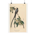 Fork-tailed Flycatcher — John James Audubon (1840)
