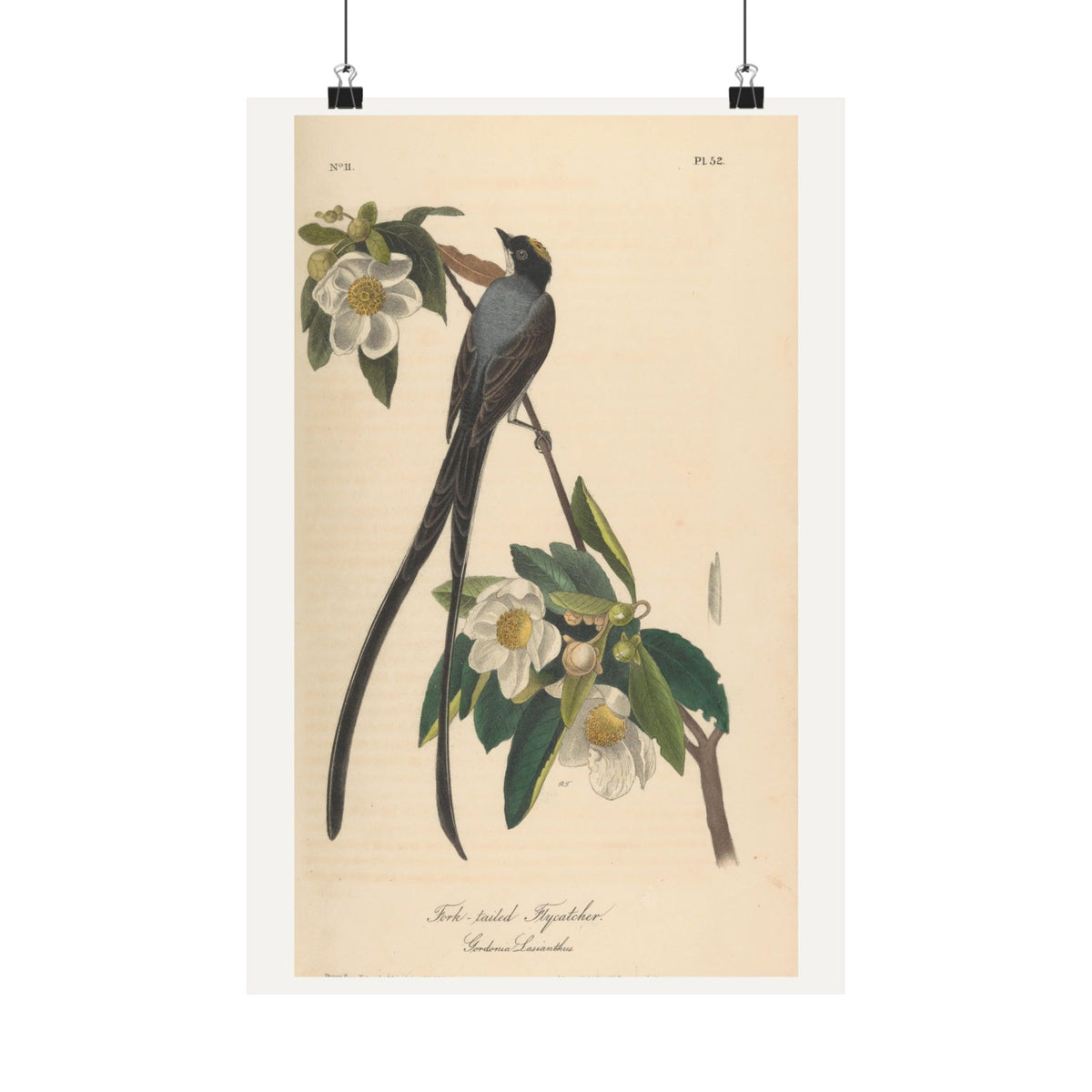 Fork-tailed Flycatcher — John James Audubon (1840)