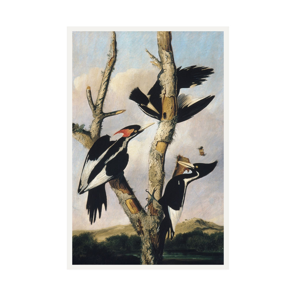 Ivory-billed Woodpeckers — Joseph Bartholomew Kidd, after Audubon (c. 1831)
