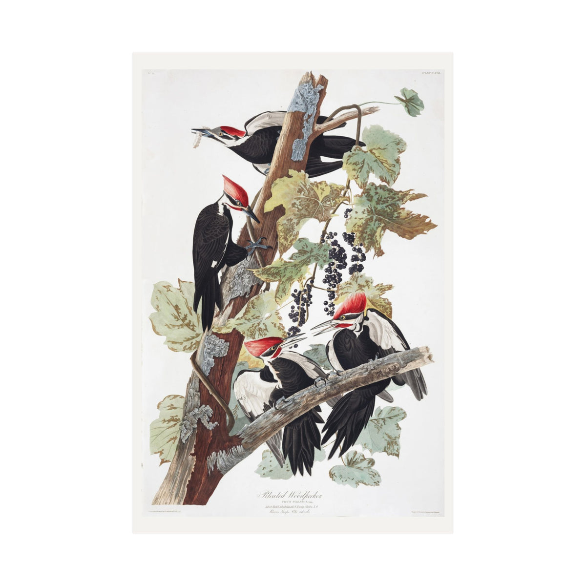 Pileated Woodpecker — Plate 111 — John James Audubon (1827–38)