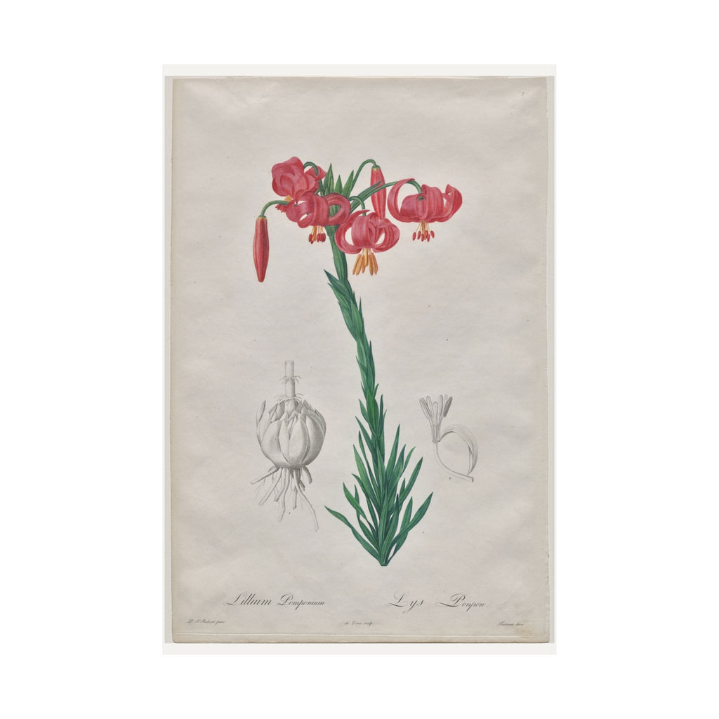 Turban Lily — Lilium Pomponium — Pierre-Joseph Redouté (1802)