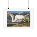 Great White Heron — Plate 281 — John James Audubon (1827–38)