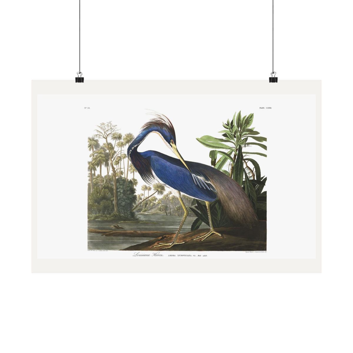 Louisiana Heron — Plate 217 — John James Audubon (1827–38)