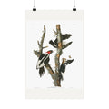 Ivory-billed Woodpecker — Plate 66 — John James Audubon (1827–38)