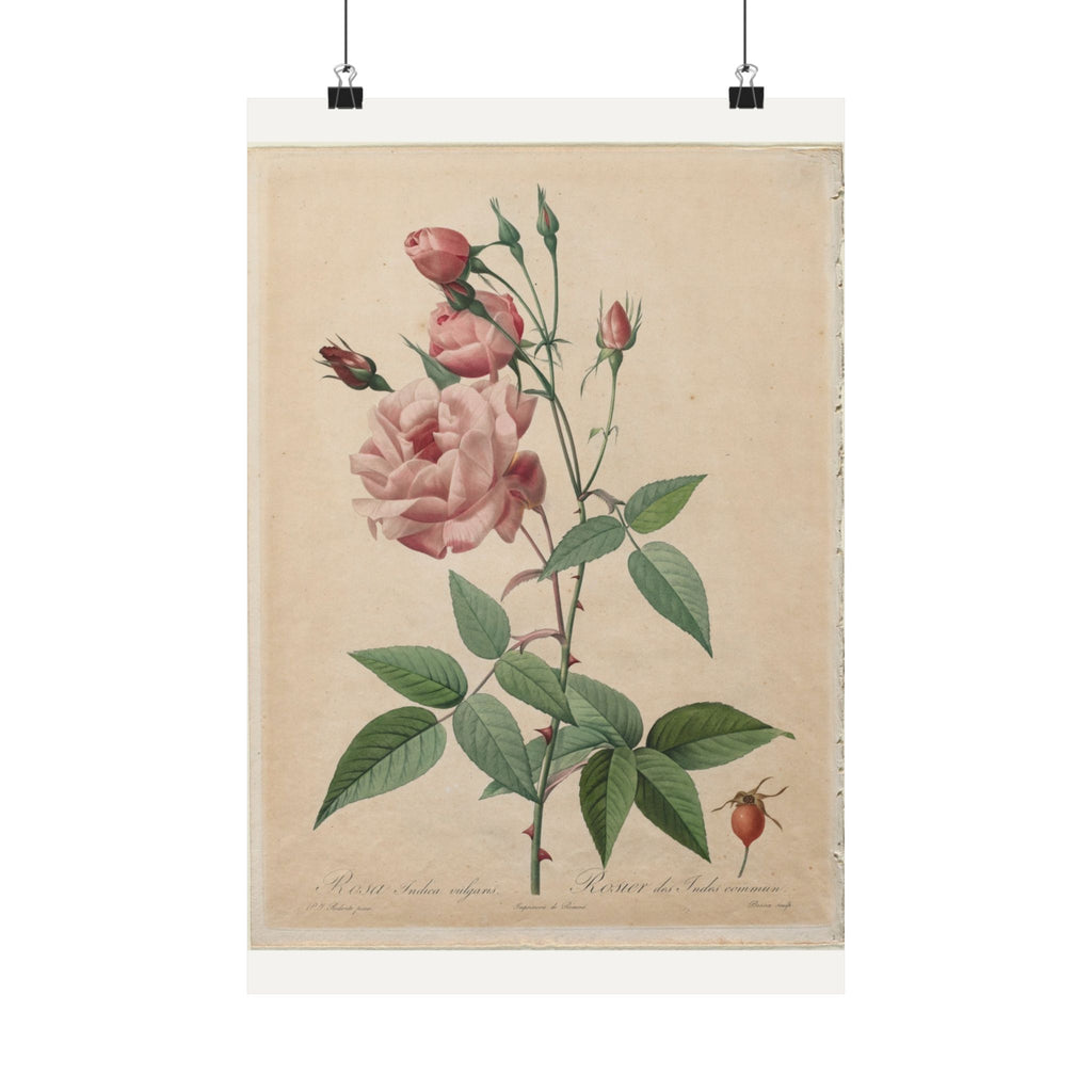 China Rose — Rosa Indica — Pierre-Joseph Redouté (1817)