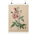 China Rose — Rosa Indica — Pierre-Joseph Redouté (1817)