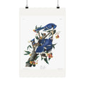 Blue Jay — Plate 102 — John James Audubon (1827–38)