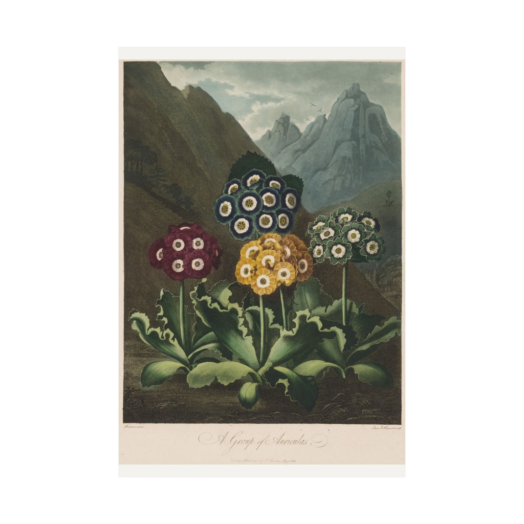 A Group of Auriculas — Robert John Thornton (1803)