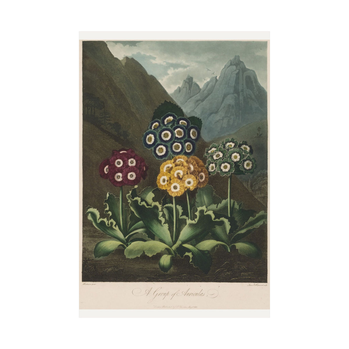 A Group of Auriculas — Robert John Thornton (1803)