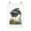 Great Blue Heron — Plate 211 — John James Audubon (1827–38)