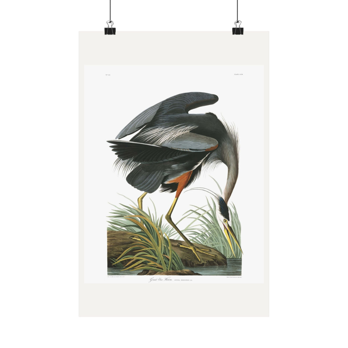 Great Blue Heron — Plate 211 — John James Audubon (1827–38)