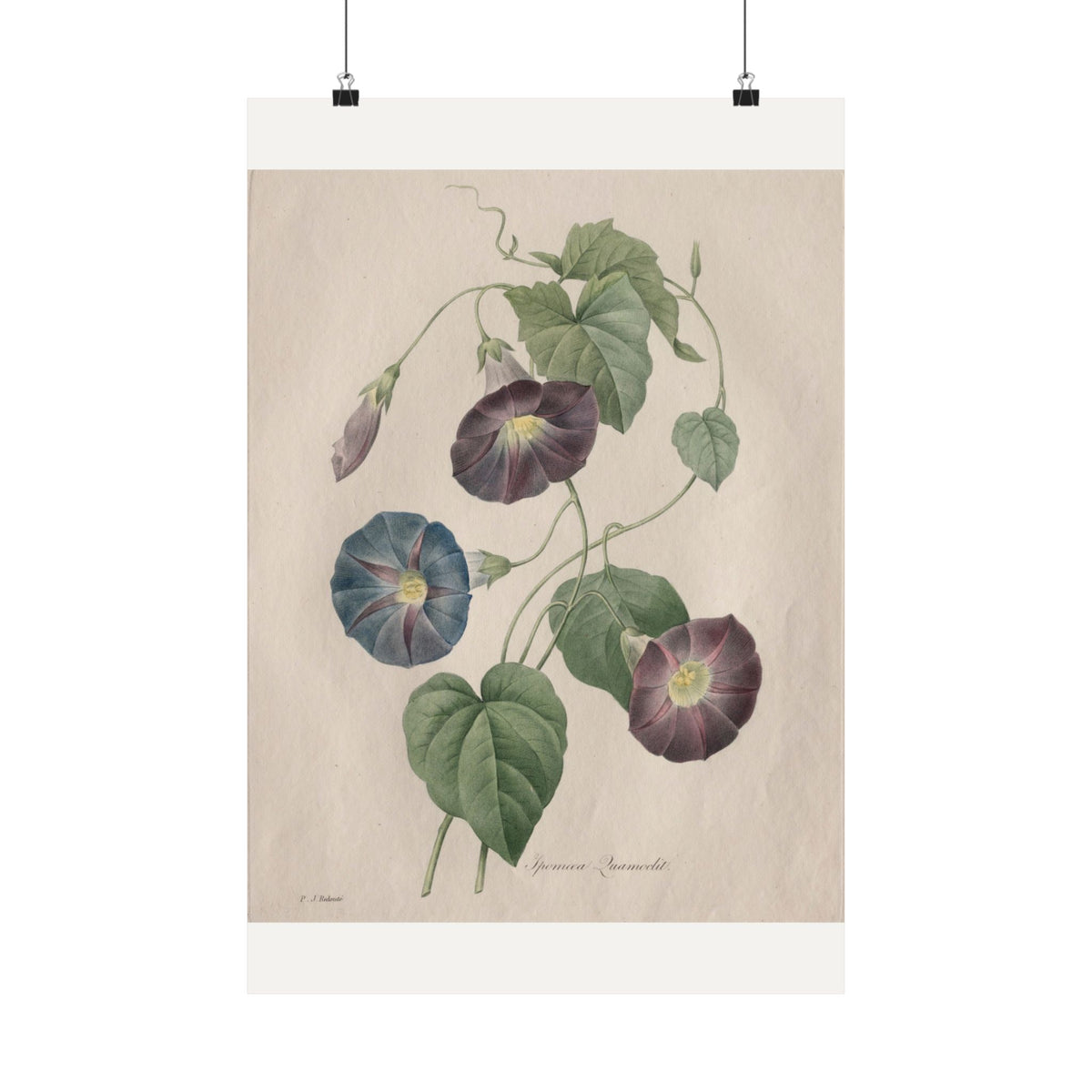 Star-Glory Morning Glory — Henri-Joseph Redouté (1827)