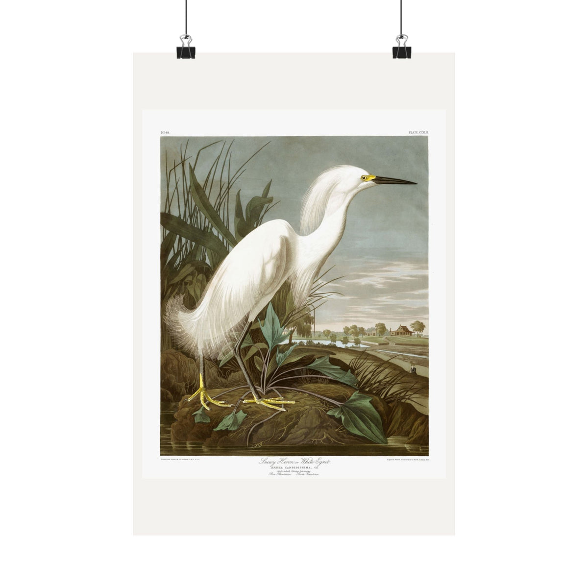 Snowy Heron, or White Egret — Plate 242 — John James Audubon (1827–38)