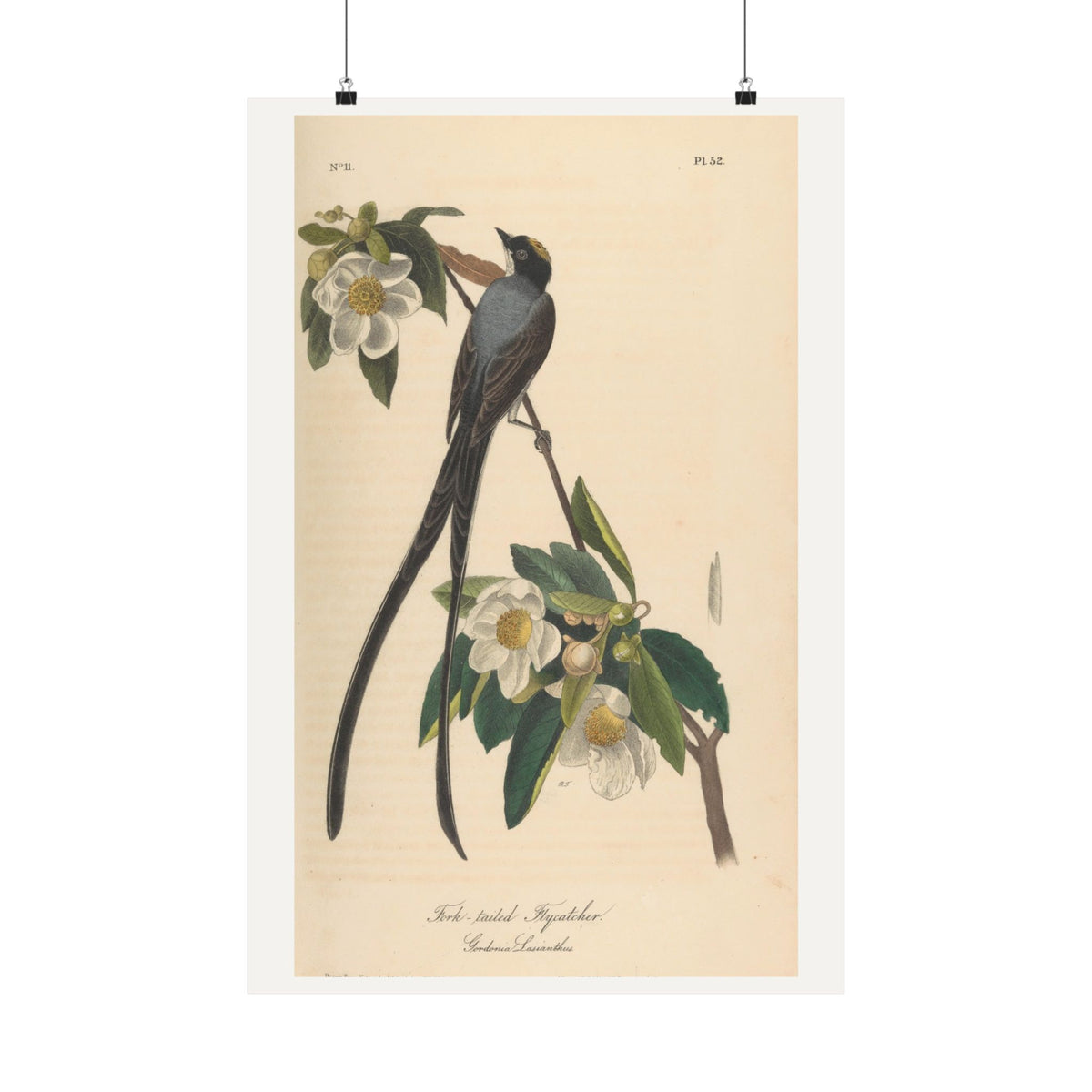 Fork-tailed Flycatcher — John James Audubon (1840)