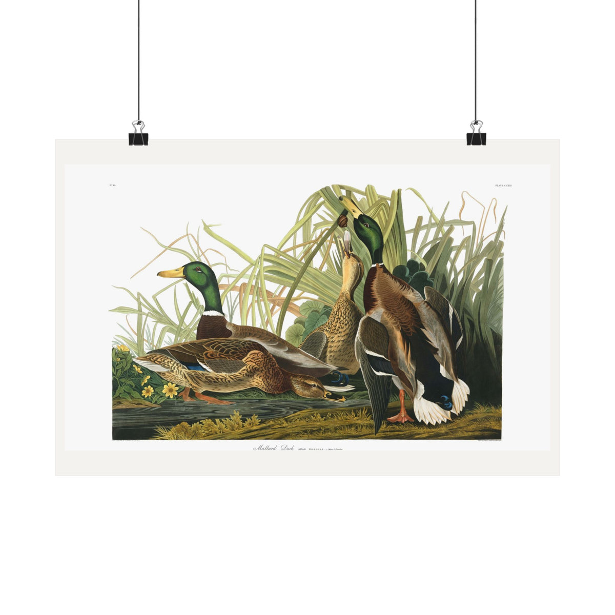 Mallard Duck — Plate 221 — John James Audubon (1827–38)