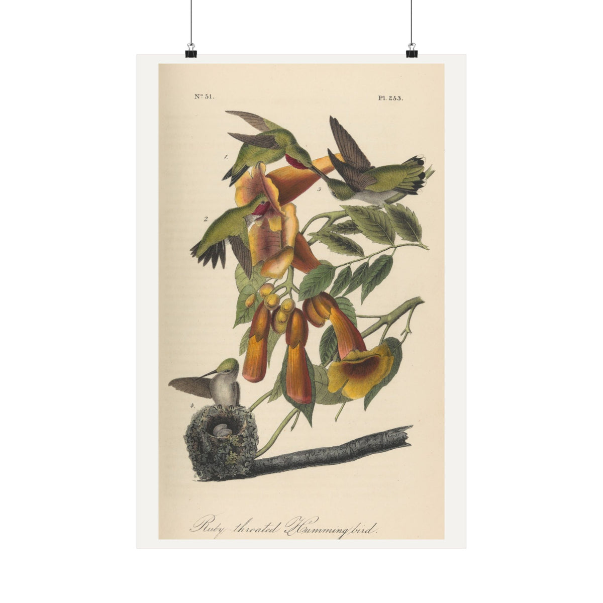 Ruby-throated Hummingbird — John James Audubon (1842)
