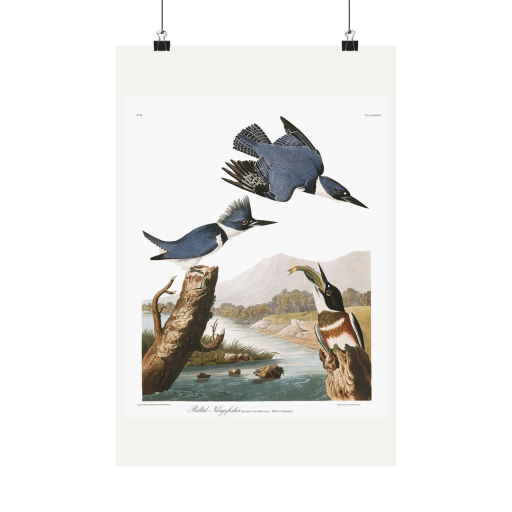 Belted Kingfisher — Plate 77 — John James Audubon (1827–38)