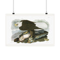 White-headed Eagle — Plate 31 — John James Audubon (1827–38)