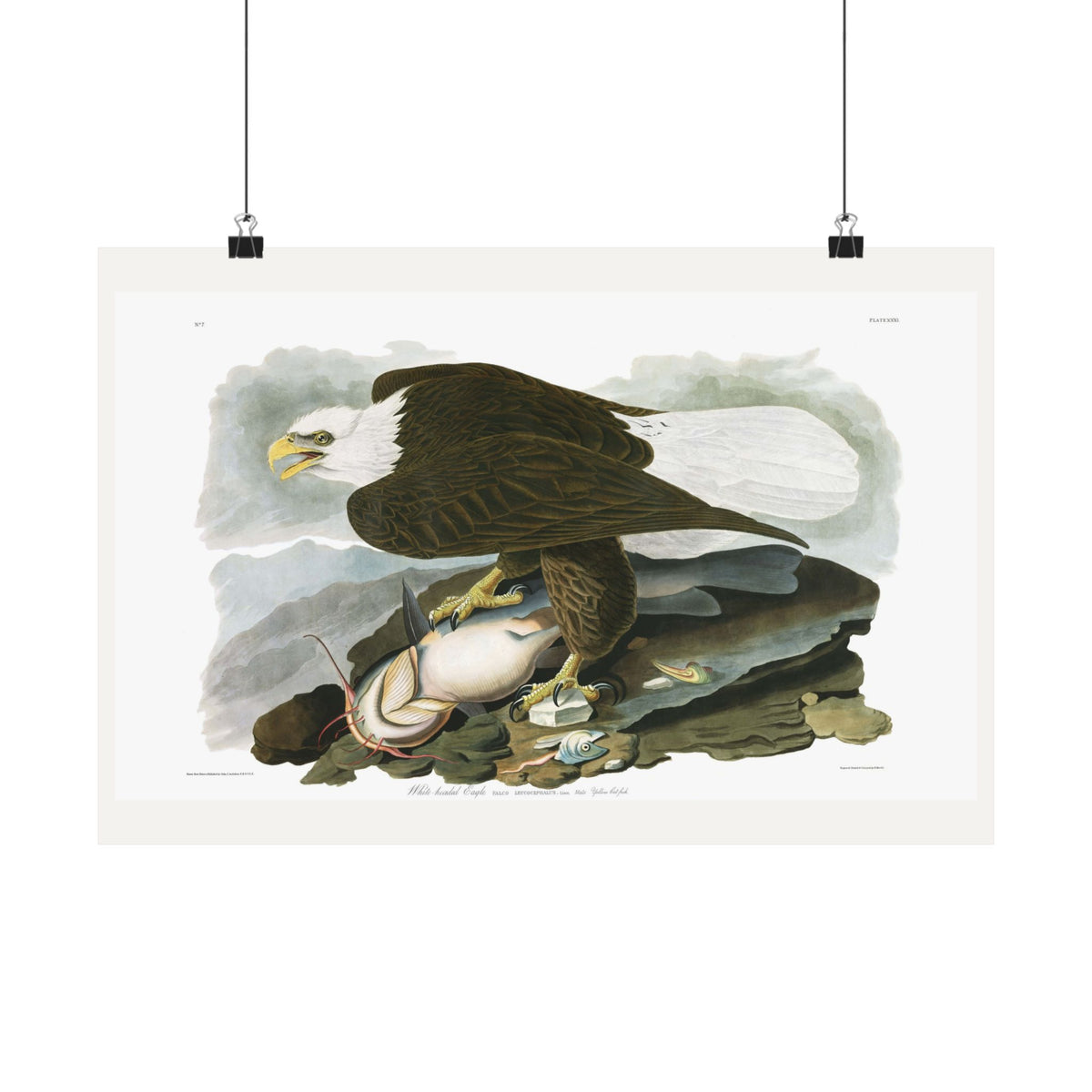 White-headed Eagle — Plate 31 — John James Audubon (1827–38)