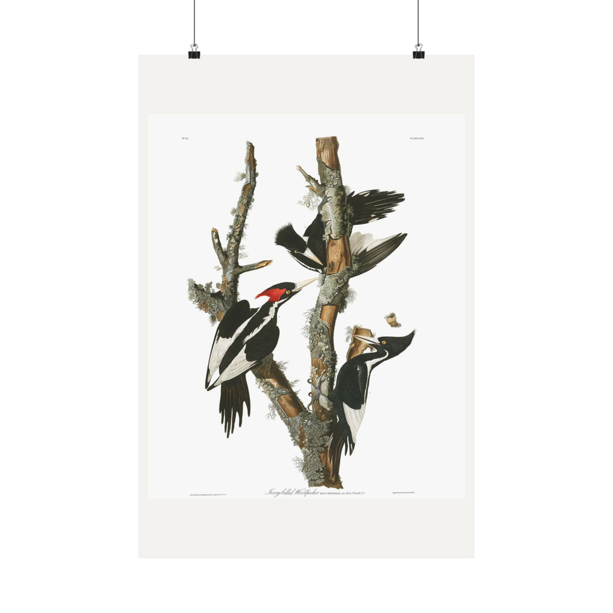 Ivory-billed Woodpecker — Plate 66 — John James Audubon (1827–38)