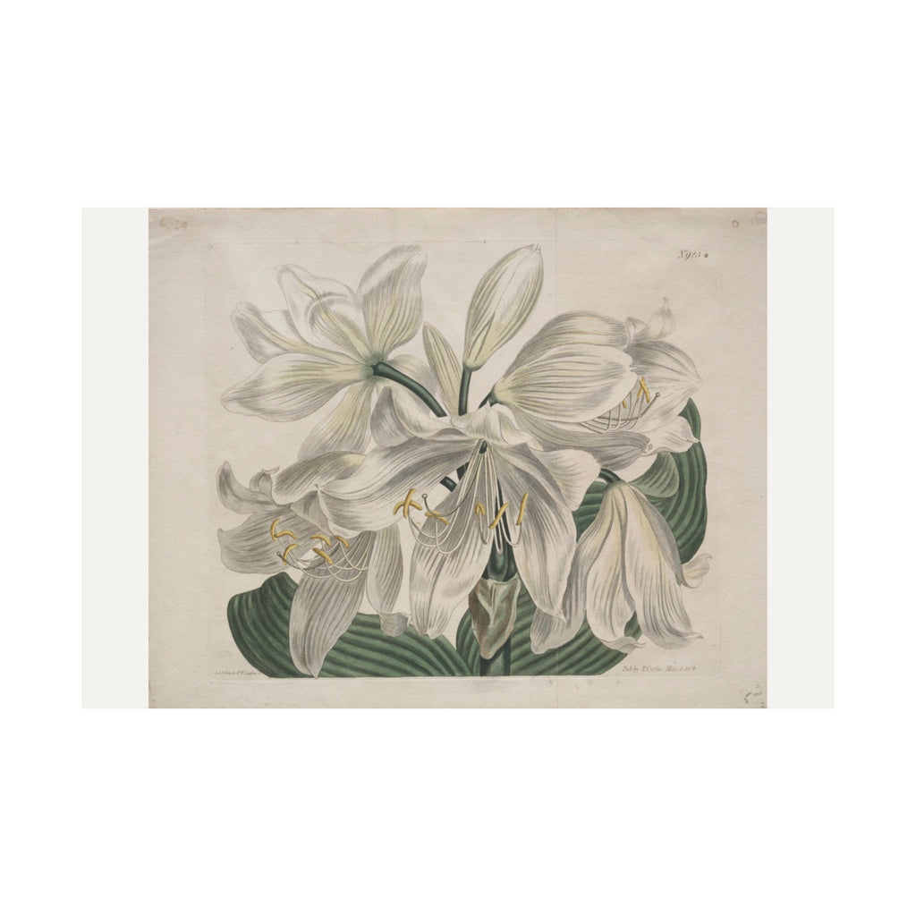 White Cape Coast Lily — Sydenham Edwards (1806)