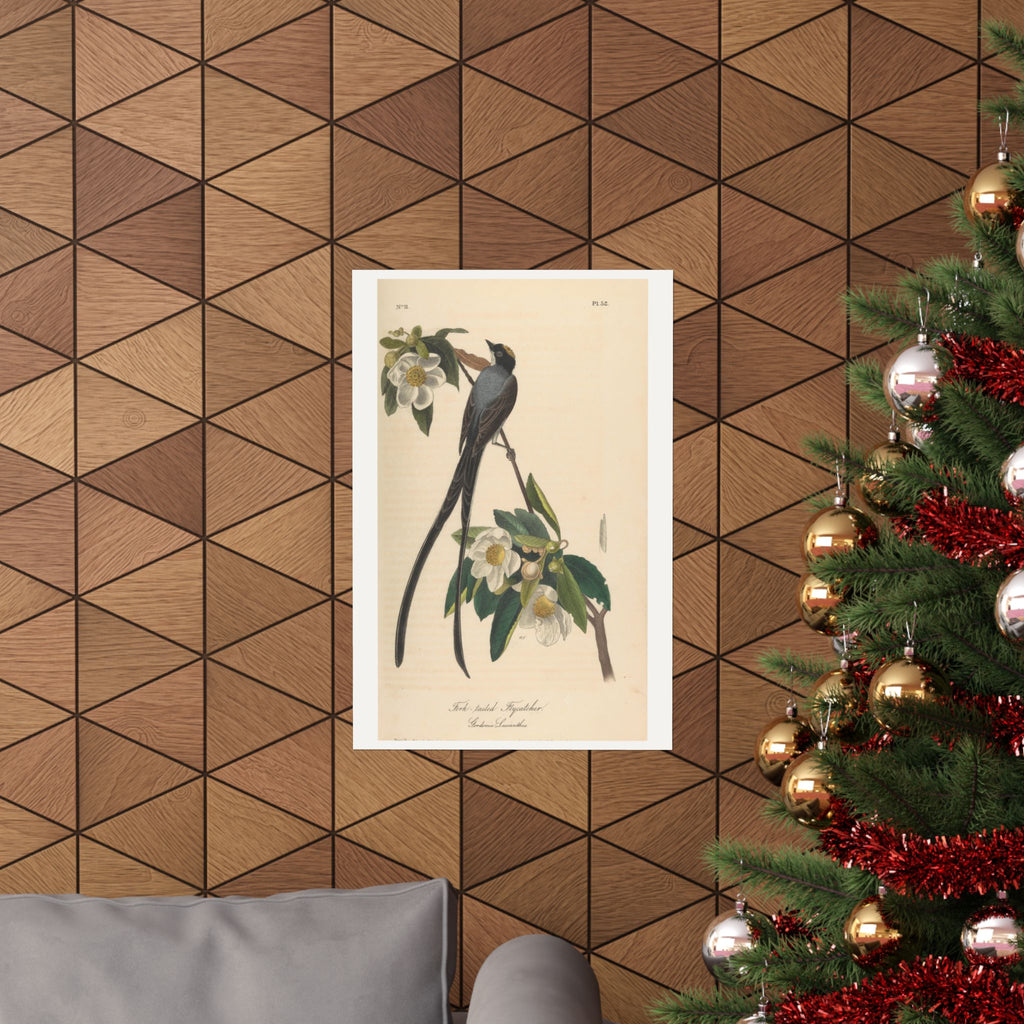 Fork-tailed Flycatcher — John James Audubon (1840)