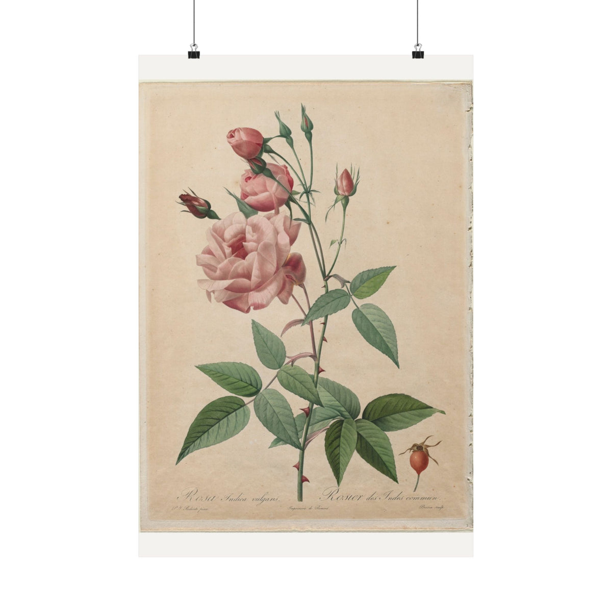China Rose — Rosa Indica — Pierre-Joseph Redouté (1817)