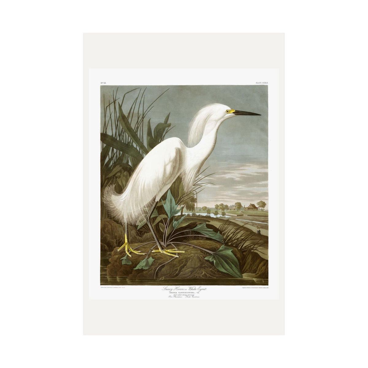 Snowy Heron, or White Egret — Plate 242 — John James Audubon (1827–38)