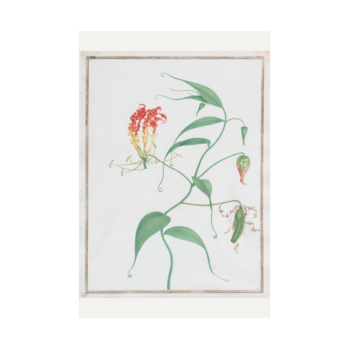 Gloriosa Superba — Climbing Lily — Pierre-Joseph Redouté (c. 1810)
