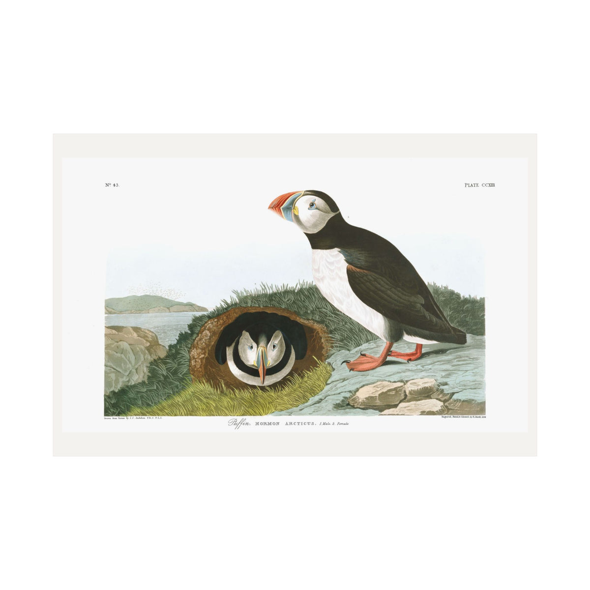 Puffin — Plate 213 — John James Audubon (1827–38)