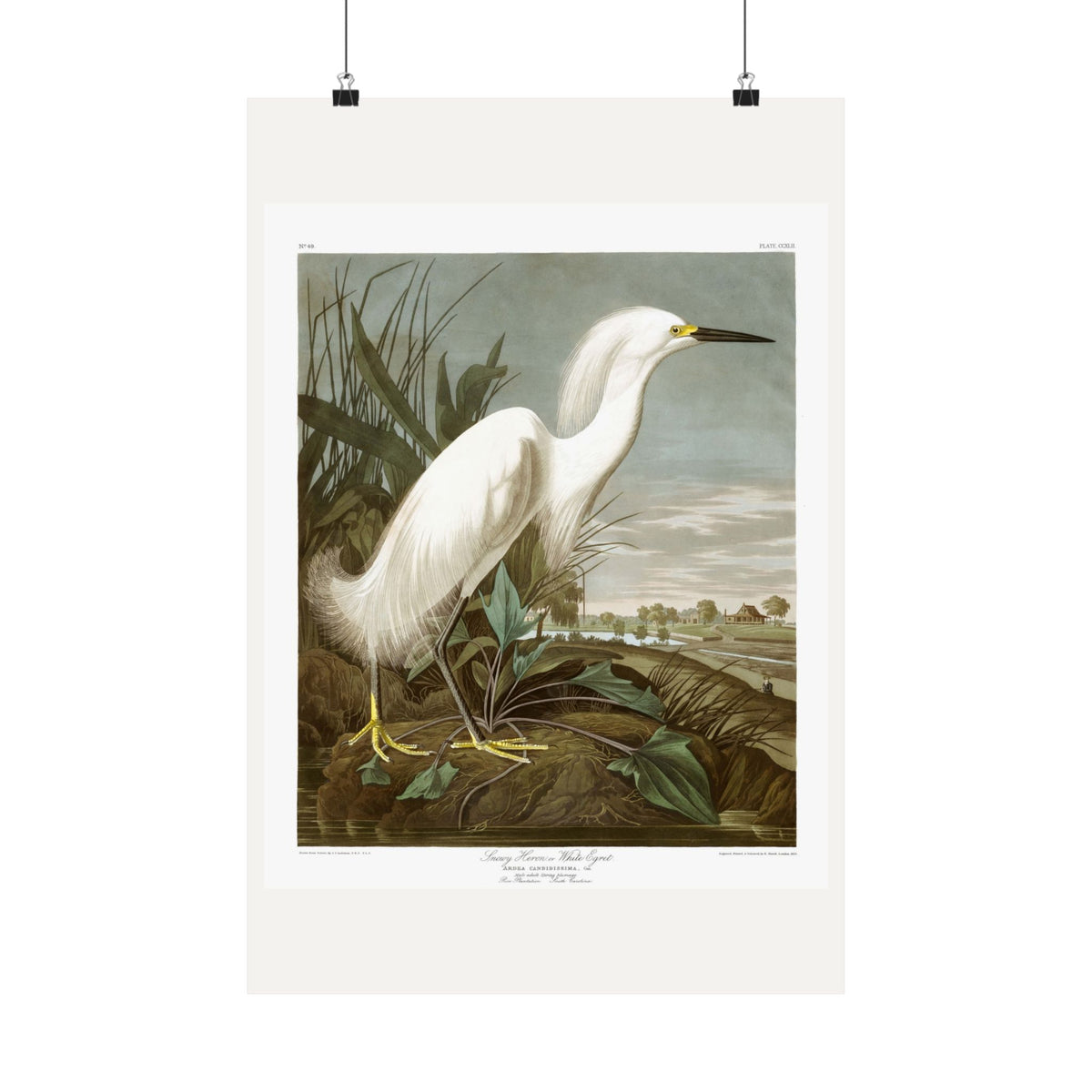 Snowy Heron, or White Egret — Plate 242 — John James Audubon (1827–38)