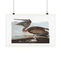 Brown Pelican — Plate 421 — John James Audubon (1827–38)
