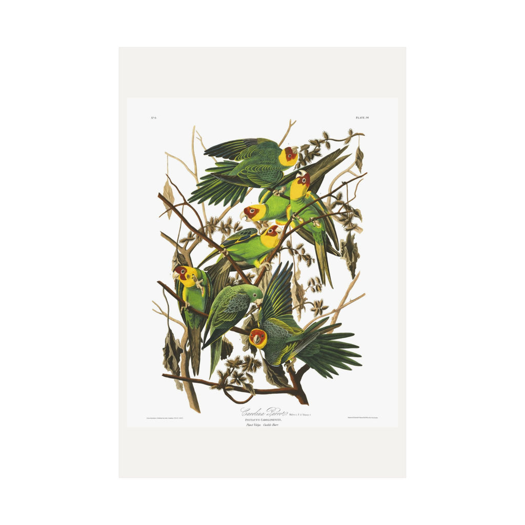 Carolina Parrot — Plate 26 — John James Audubon (1827–38)