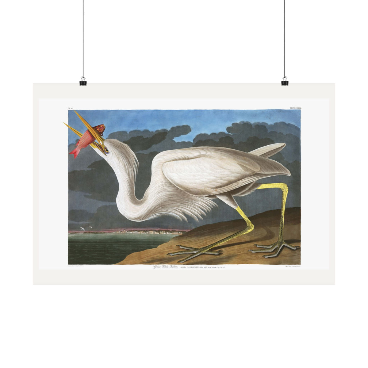 Great White Heron — Plate 281 — John James Audubon (1827–38)