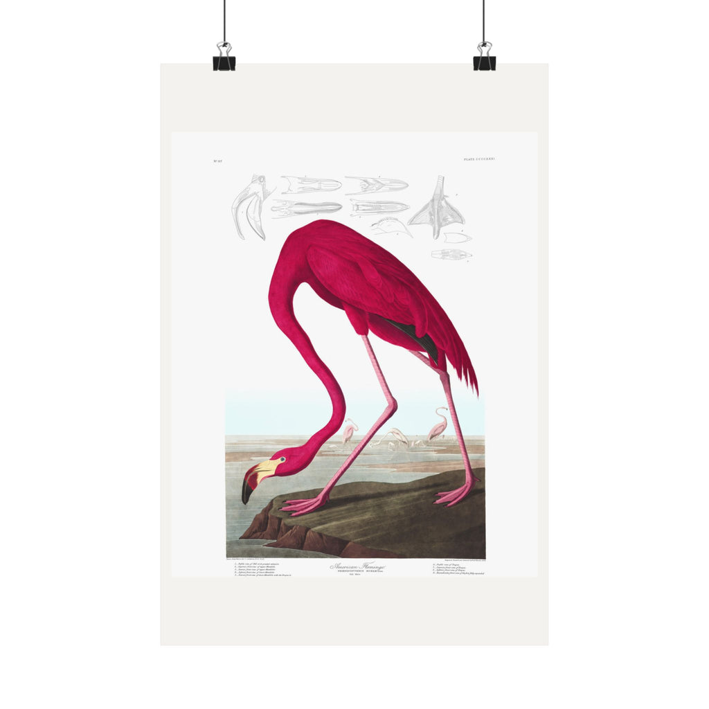 American Flamingo — Plate 431 — John James Audubon (1827–38)