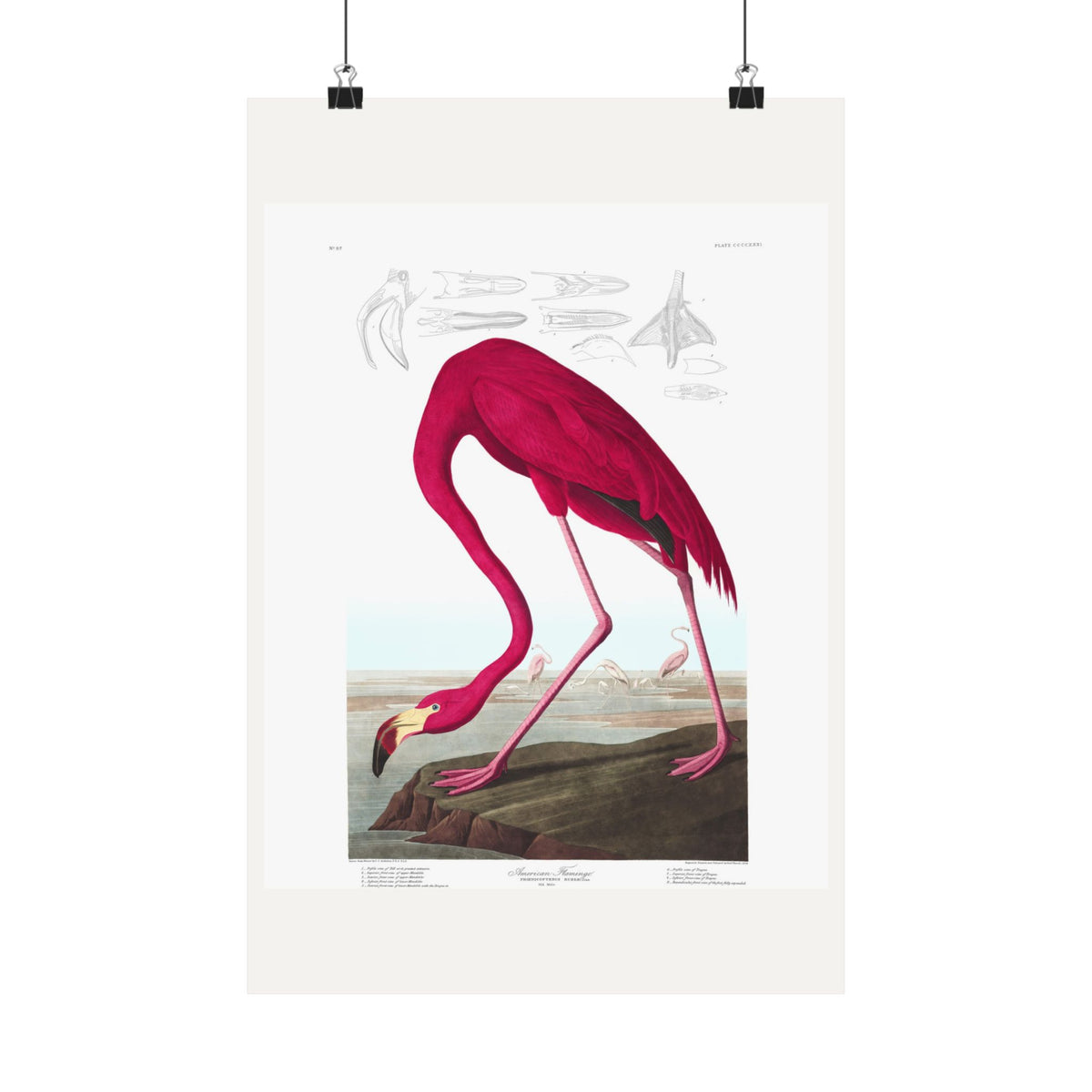 American Flamingo — Plate 431 — John James Audubon (1827–38)