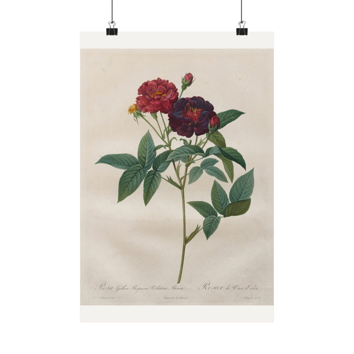 Rosa Gallica — Velvet Purple Rose — Pierre-Joseph Redouté (1817)