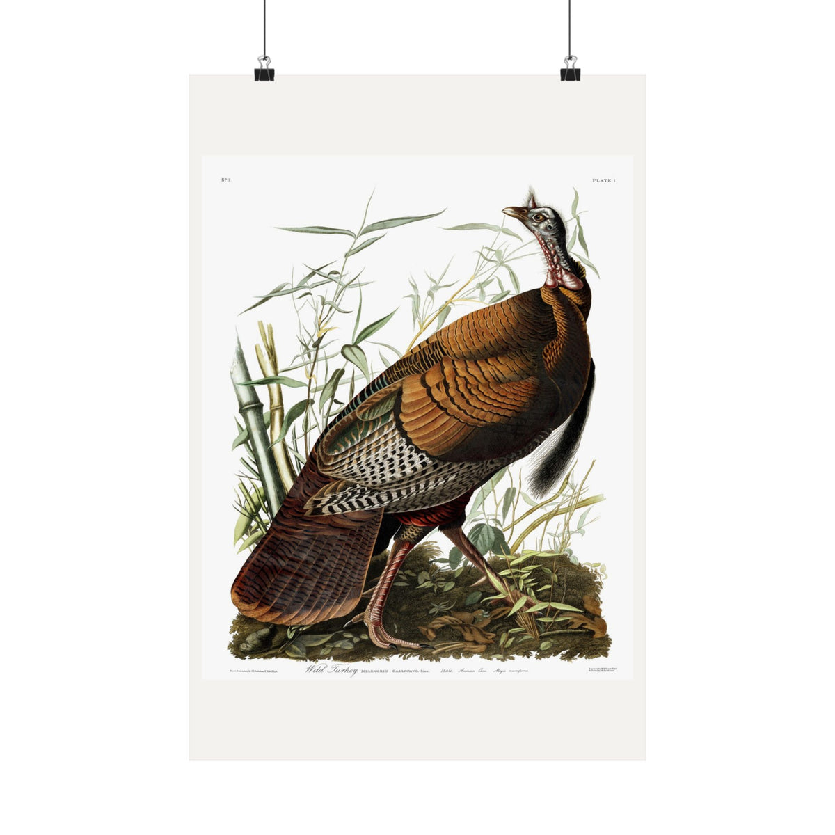 Wild Turkey — Plate 1 — John James Audubon (1827–38)