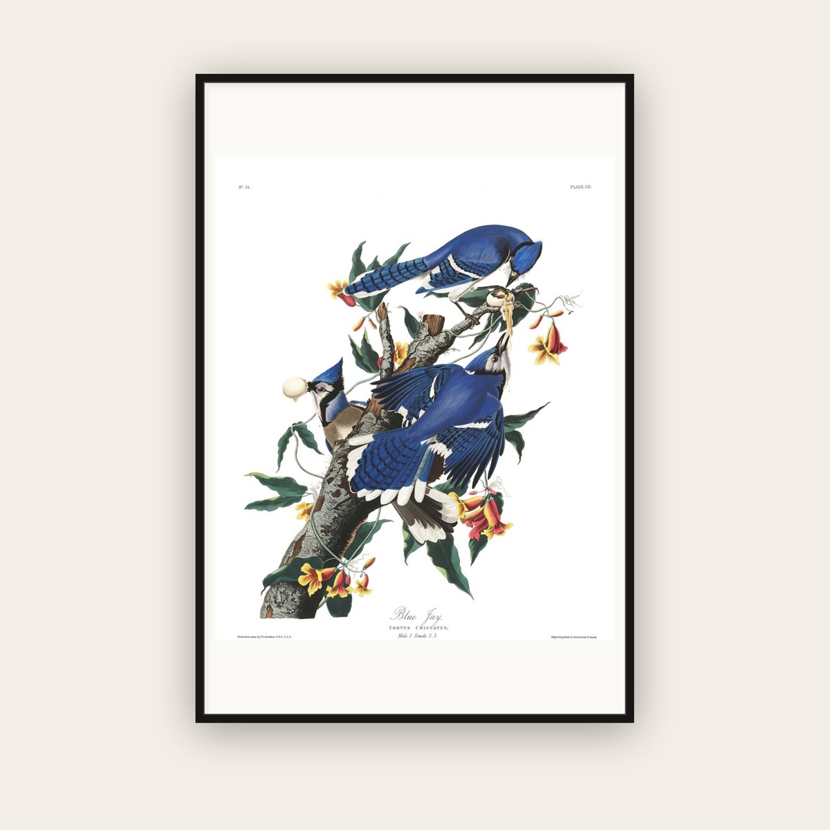 Blue Jay — Plate 102 — John James Audubon (1827–38) — framed art print