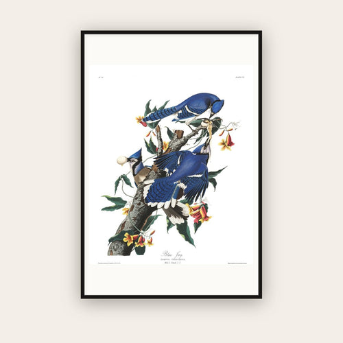 Blue Jay — Plate 102 — John James Audubon (1827–38) — framed art print