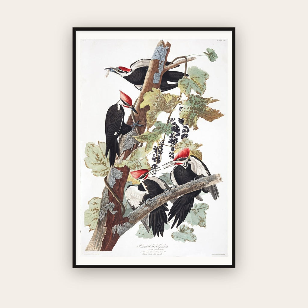 Pileated Woodpecker — Plate 111 — John James Audubon (1827–38) — framed art print