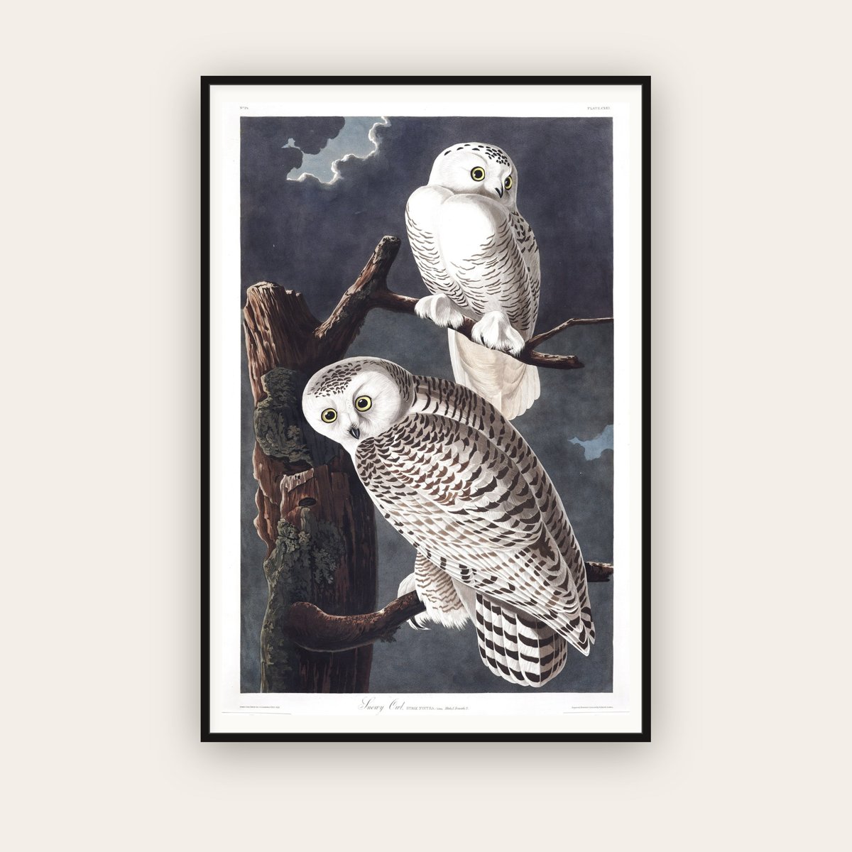 Snowy Owl — Plate 121 — John James Audubon (1827–38) — framed art print