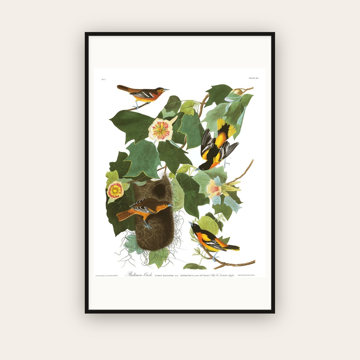 Baltimore Oriole — Plate 12 — John James Audubon (1827–38) — framed art print