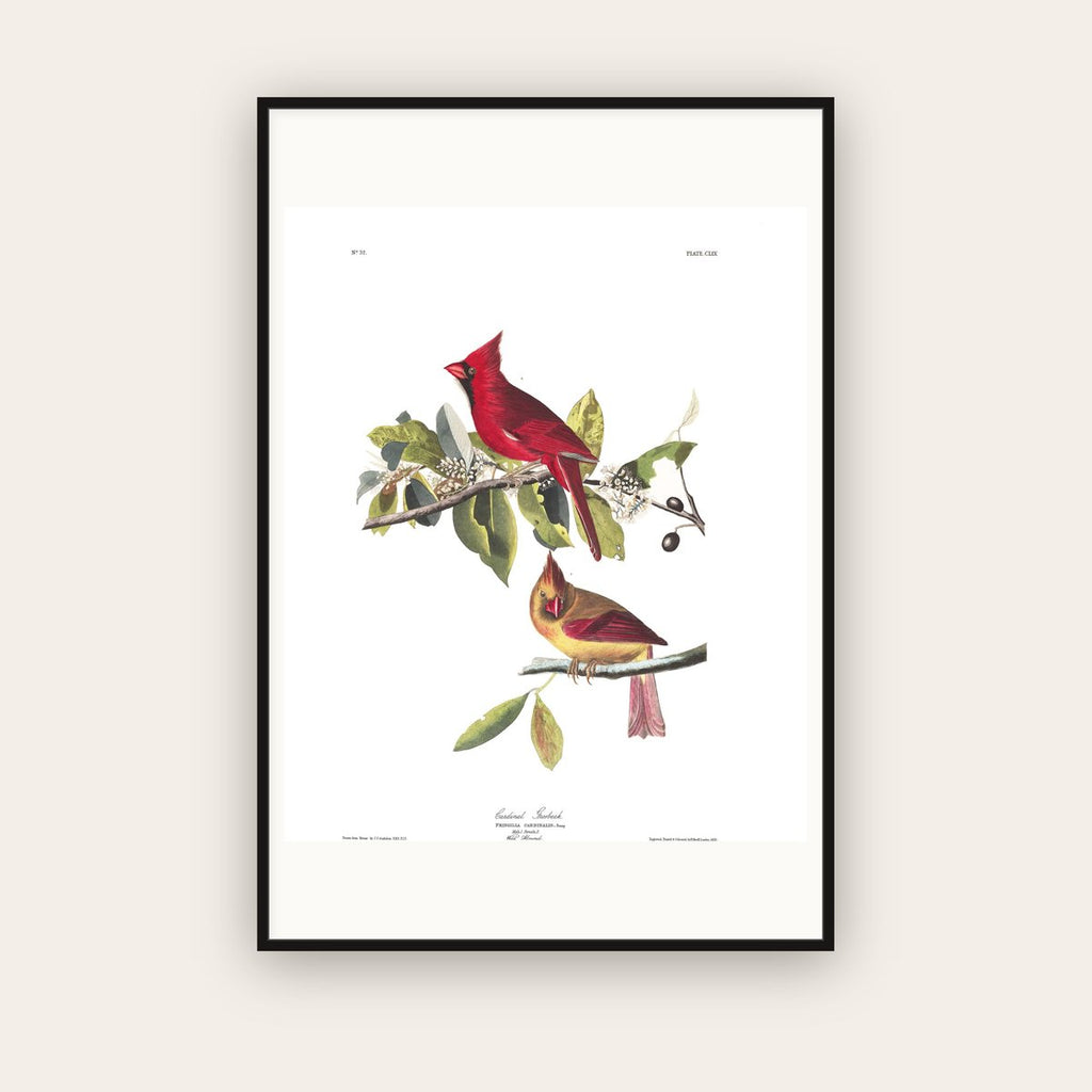 Cardinal Grosbeak — Plate 159 — John James Audubon (1827–38) — framed art print
