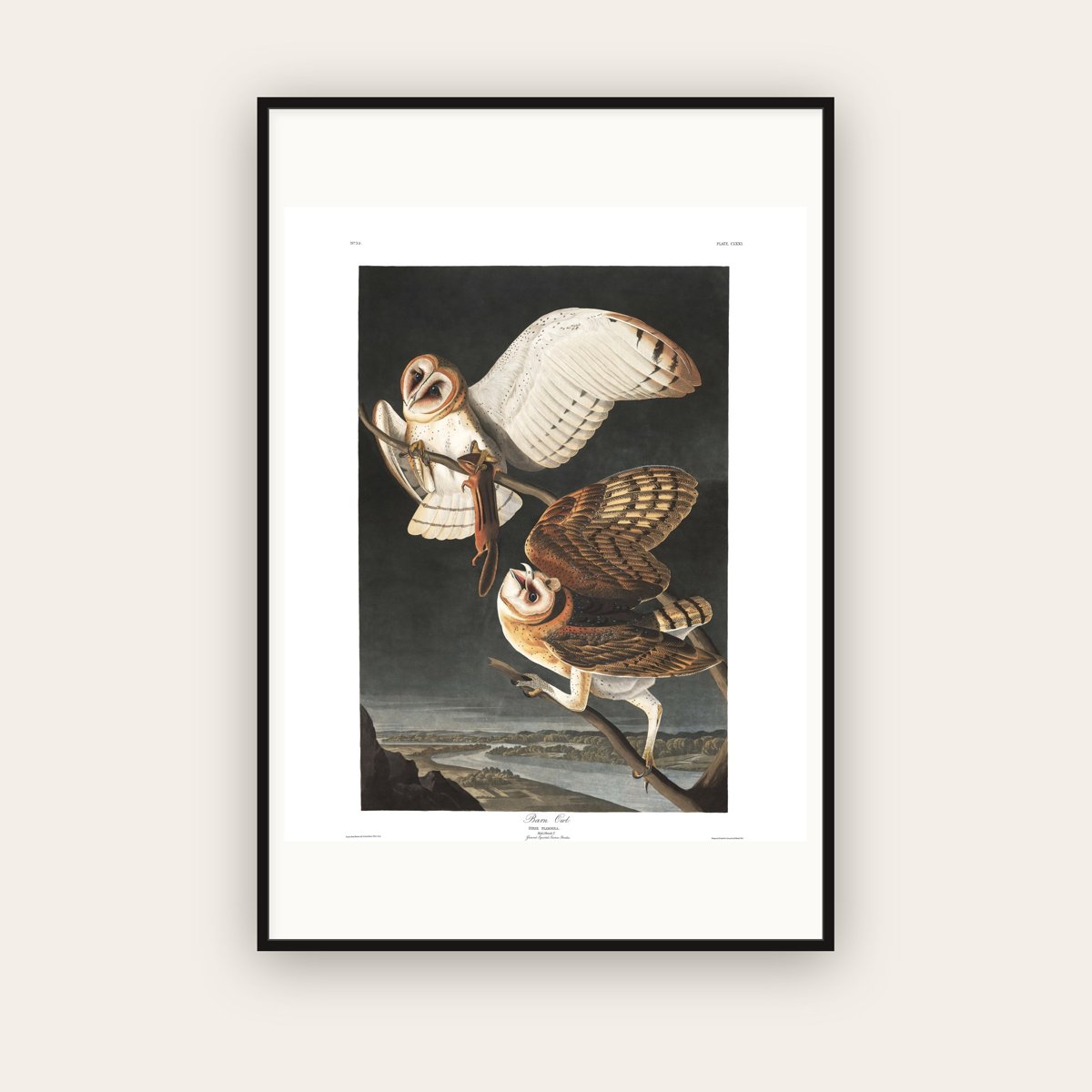 Barn Owl — Plate 171 — John James Audubon (1827–38) — framed art print