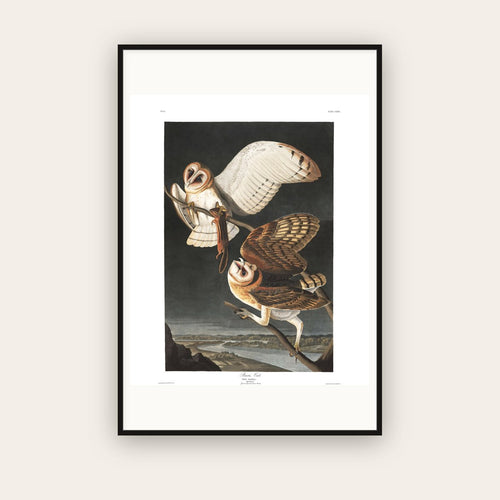 Barn Owl — Plate 171 — John James Audubon (1827–38) — framed art print