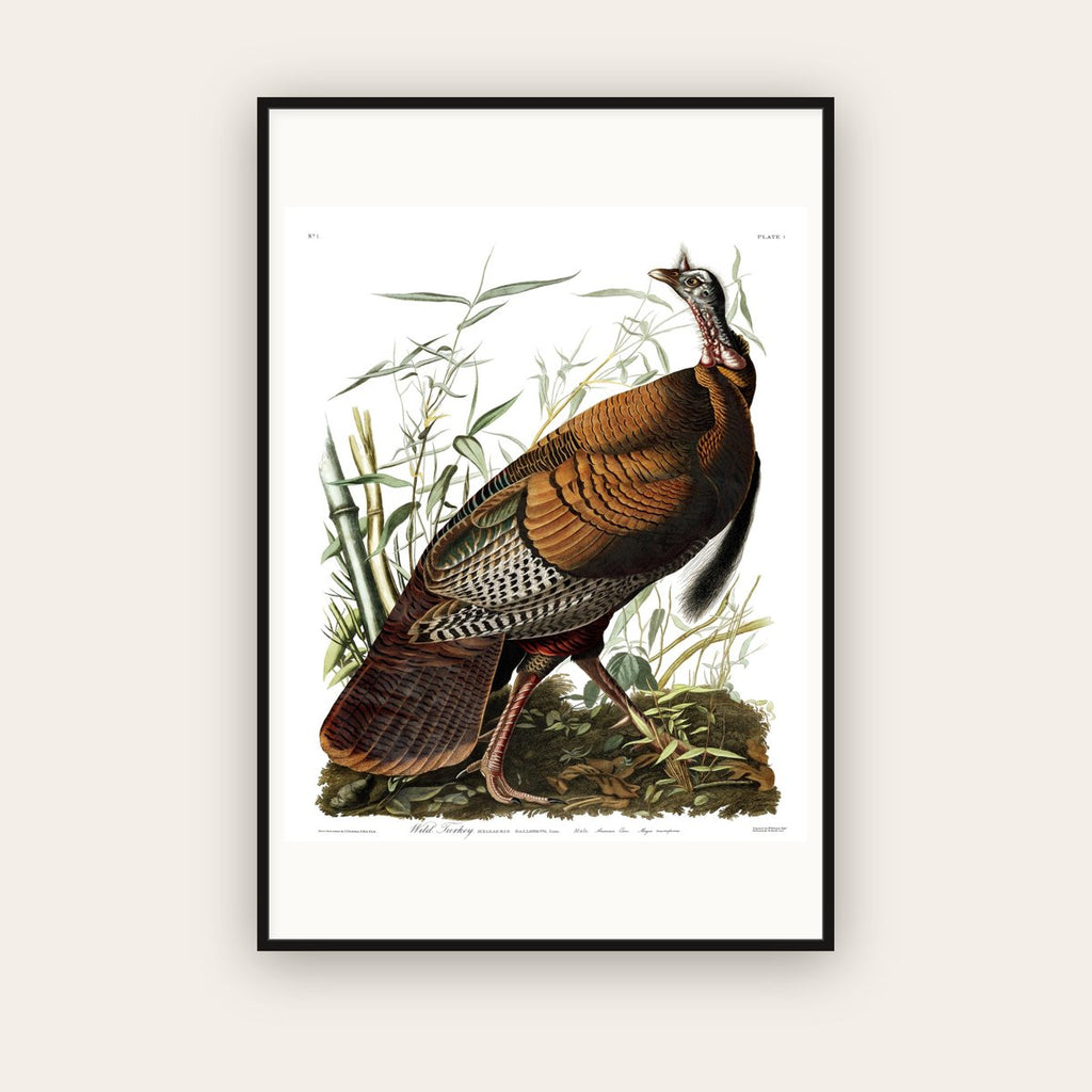 Wild Turkey — Plate 1 — John James Audubon (1827–38) — framed art print