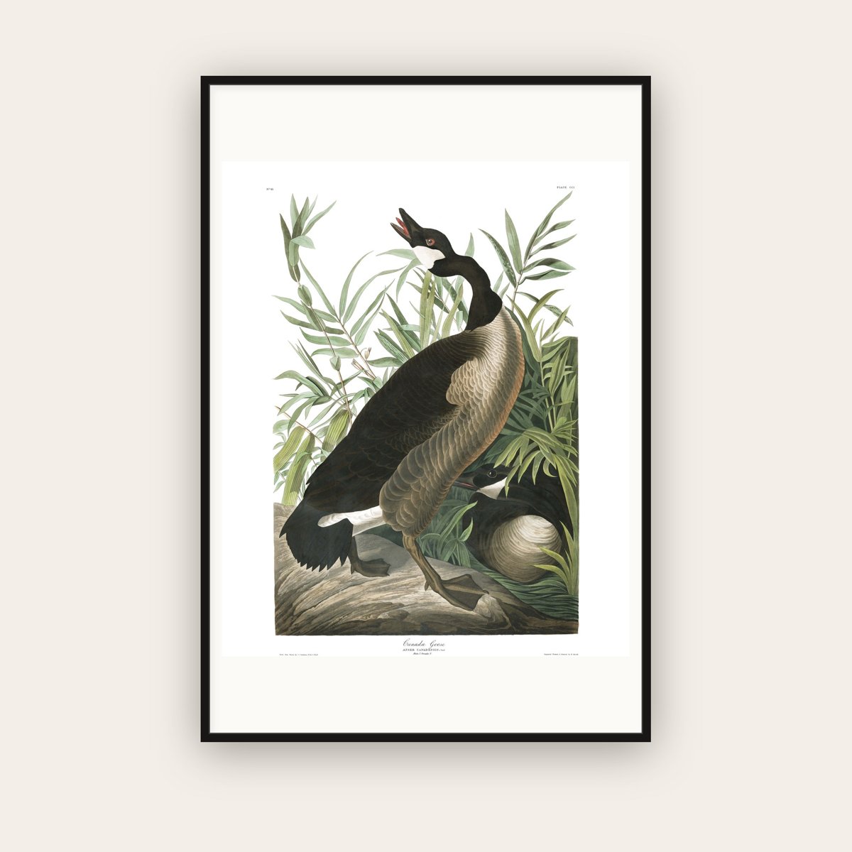 Canada Goose — Plate 201 — John James Audubon (1827–38) — framed art print