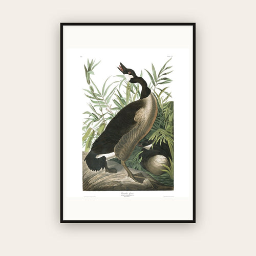Canada Goose — Plate 201 — John James Audubon (1827–38) — framed art print